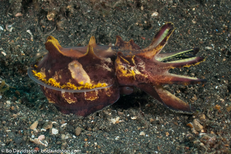 BD-090925-Lembeh-9253833-Metasepia-pferreri-(Hoyle.-1885)-[Flamboyant-cuttlefish].jpg